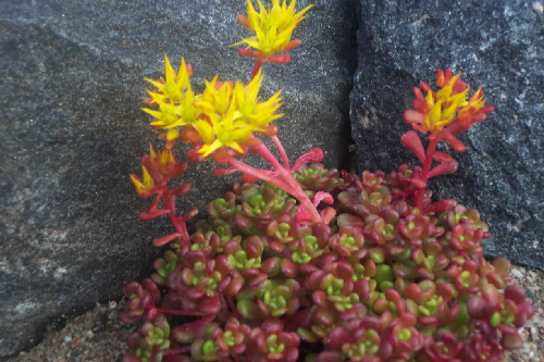 sedum oreganum
